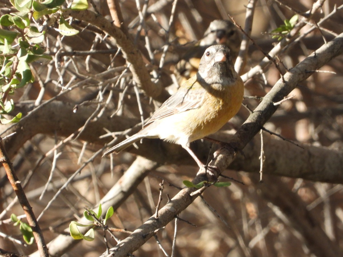 Gray-hooded Sierra Finch - ML639313997