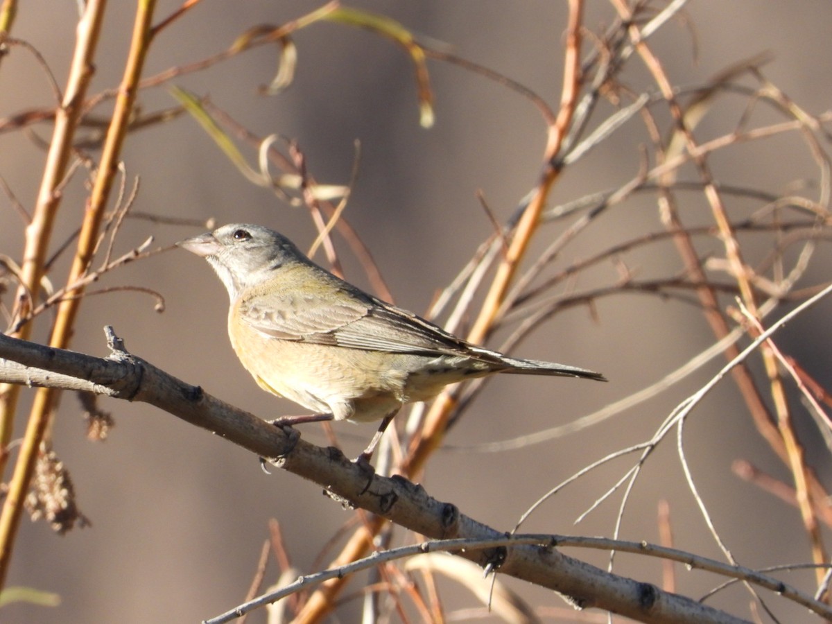Gray-hooded Sierra Finch - ML639313998