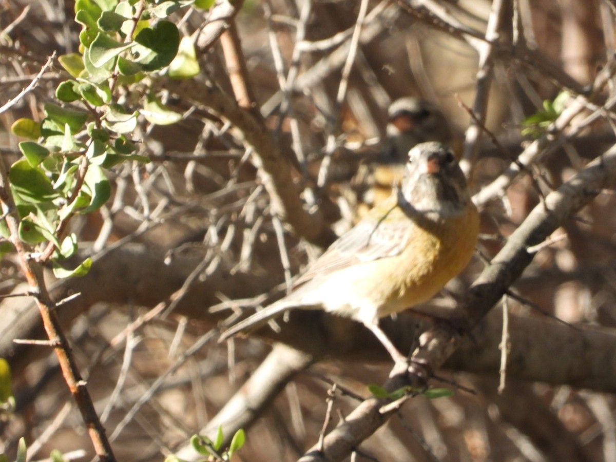 Gray-hooded Sierra Finch - ML639313999