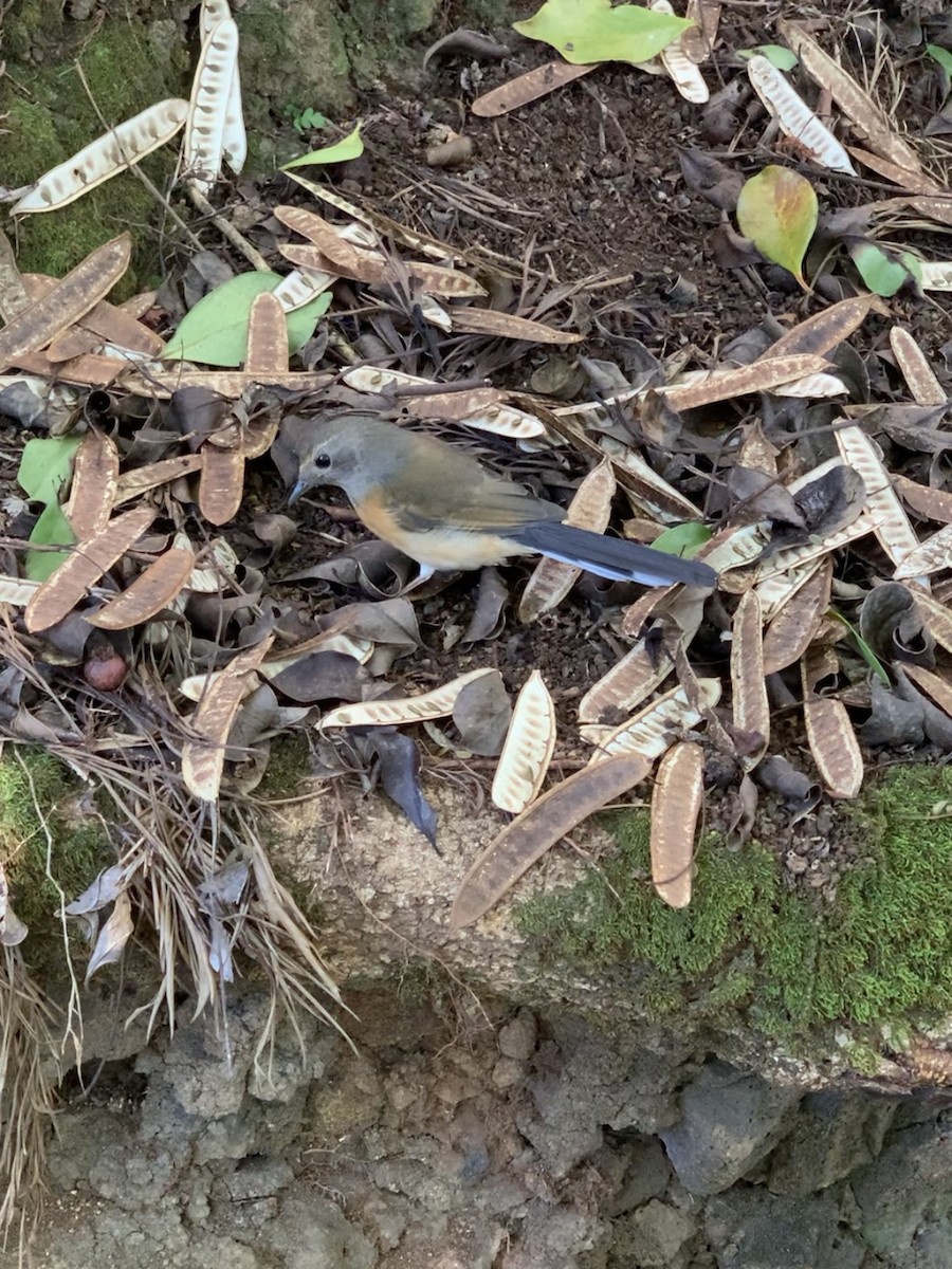 White-rumped Shama - ML639314025
