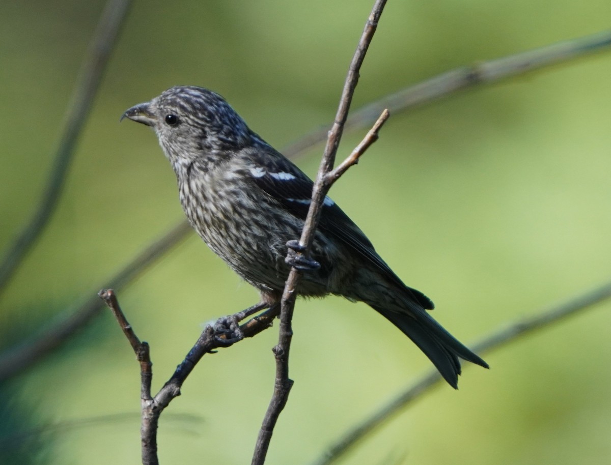 White-winged Crossbill - ML639314034