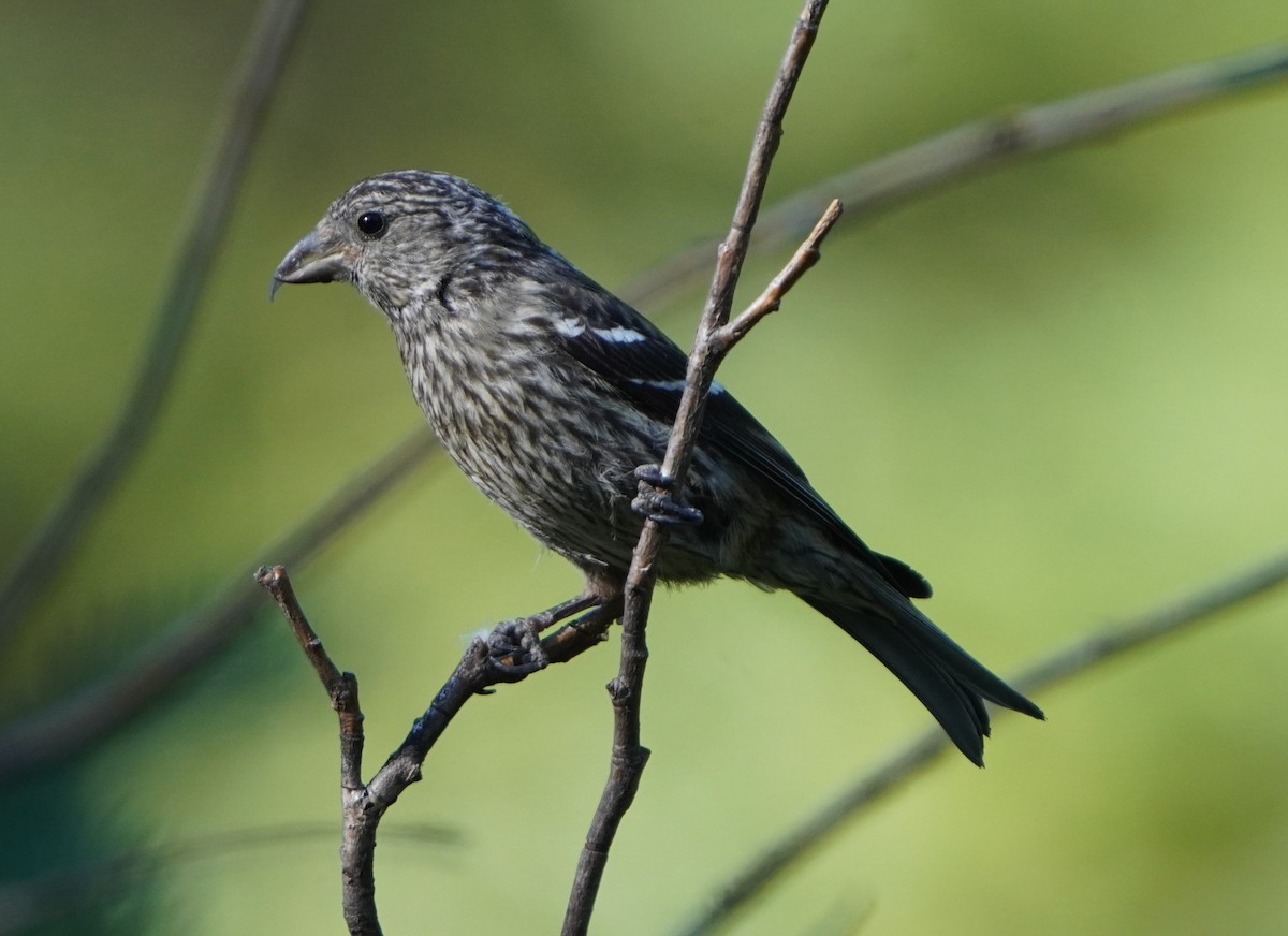 White-winged Crossbill - ML639314035
