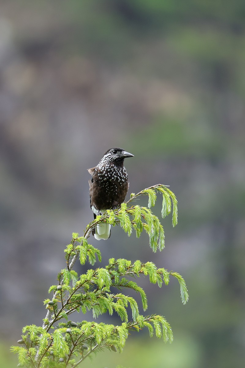 Southern Nutcracker - ML639314084