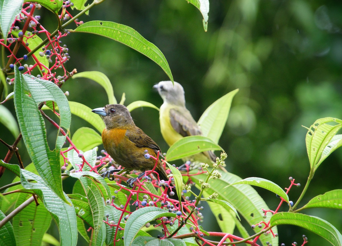 Scarlet-rumped Tanager - ML639314089