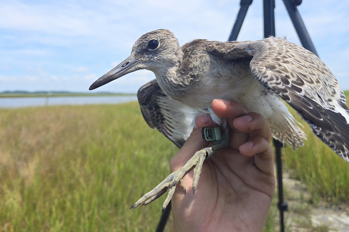 Willet (Eastern) - ML639314100