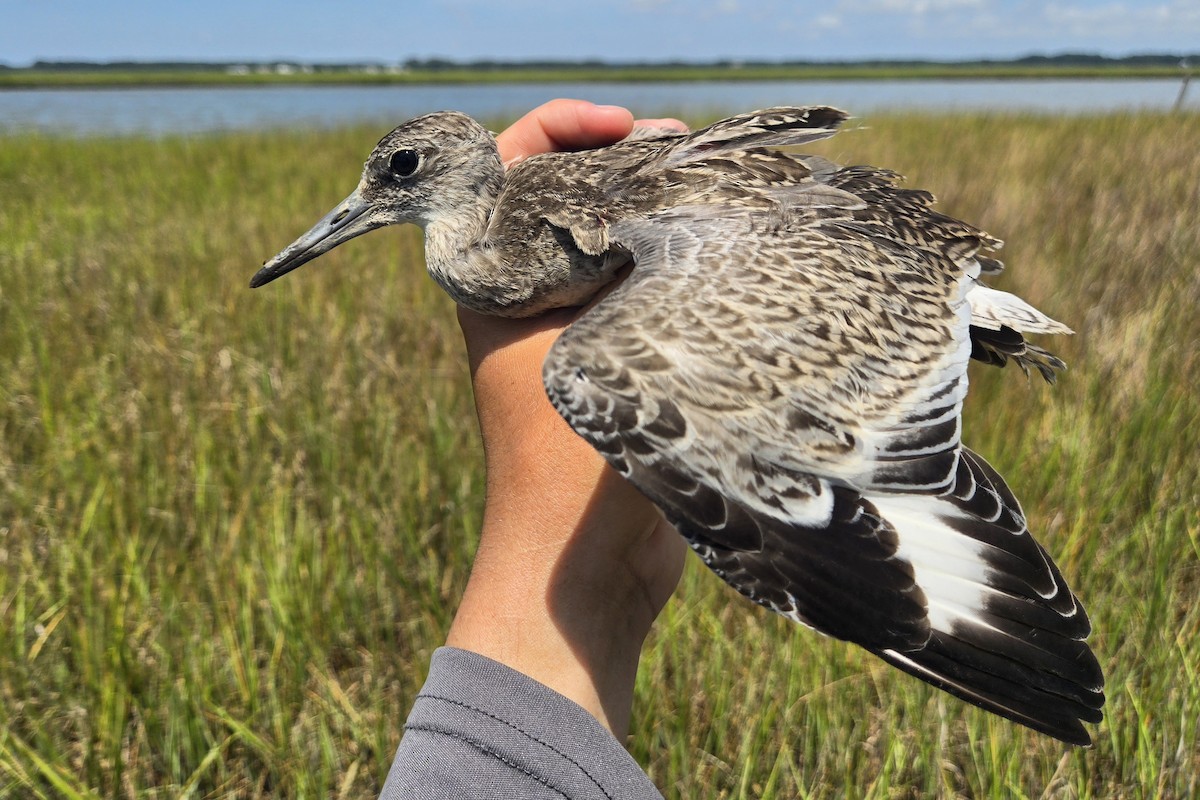 Willet (Eastern) - ML639314101