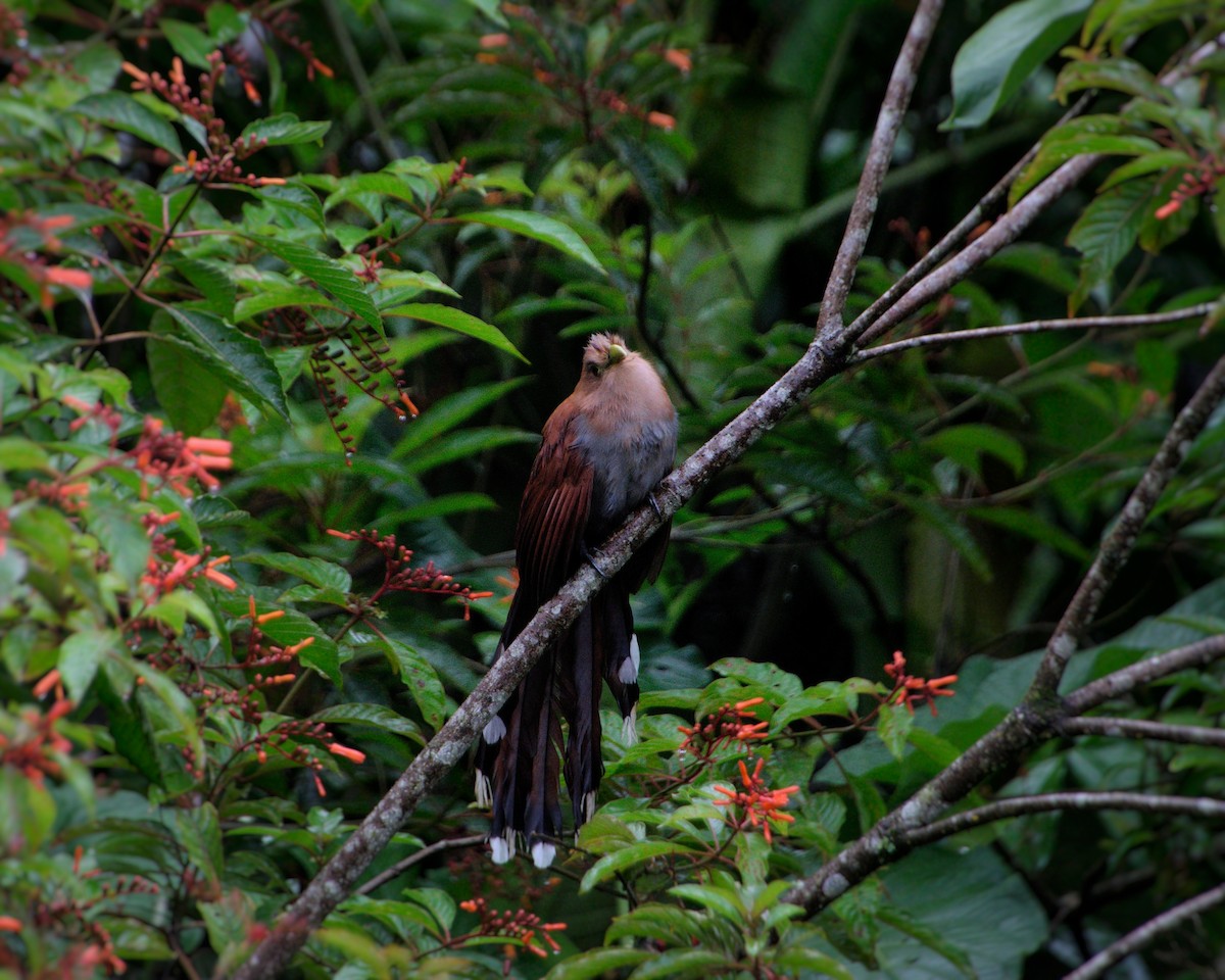 Common Squirrel-Cuckoo - ML639314106