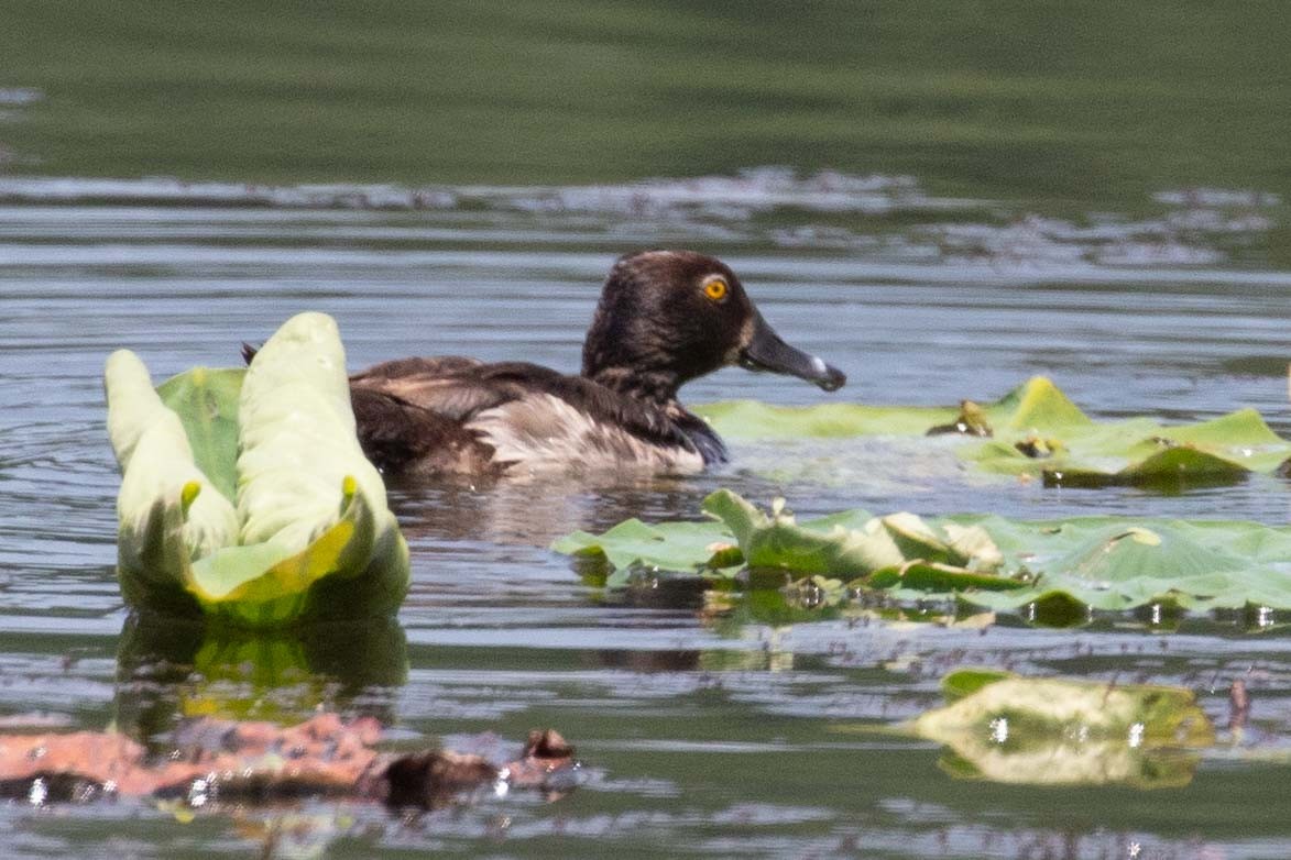 Ring-necked Duck - ML639314142