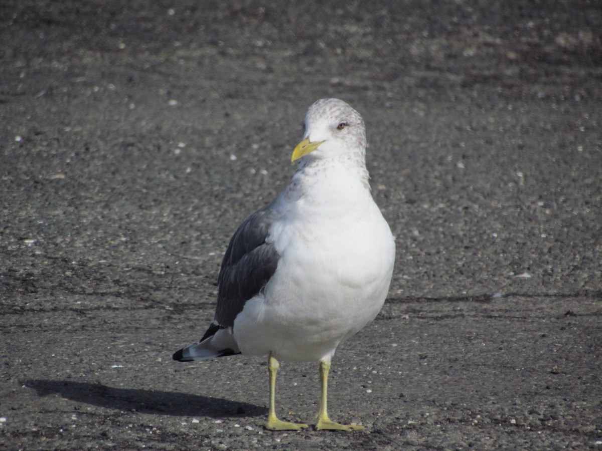 Common Gull (Kamchatka) - ML639314143