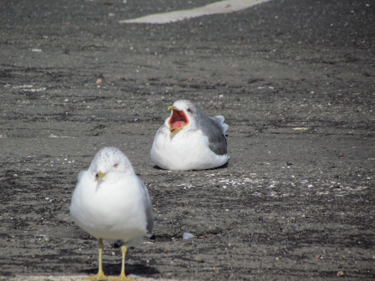 Common Gull (Kamchatka) - ML639314145