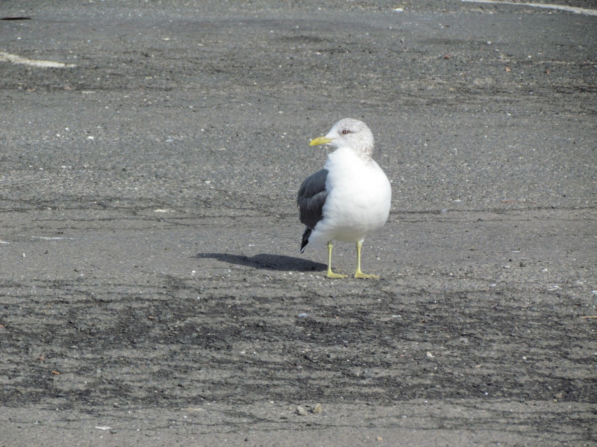 Common Gull (Kamchatka) - ML639314146
