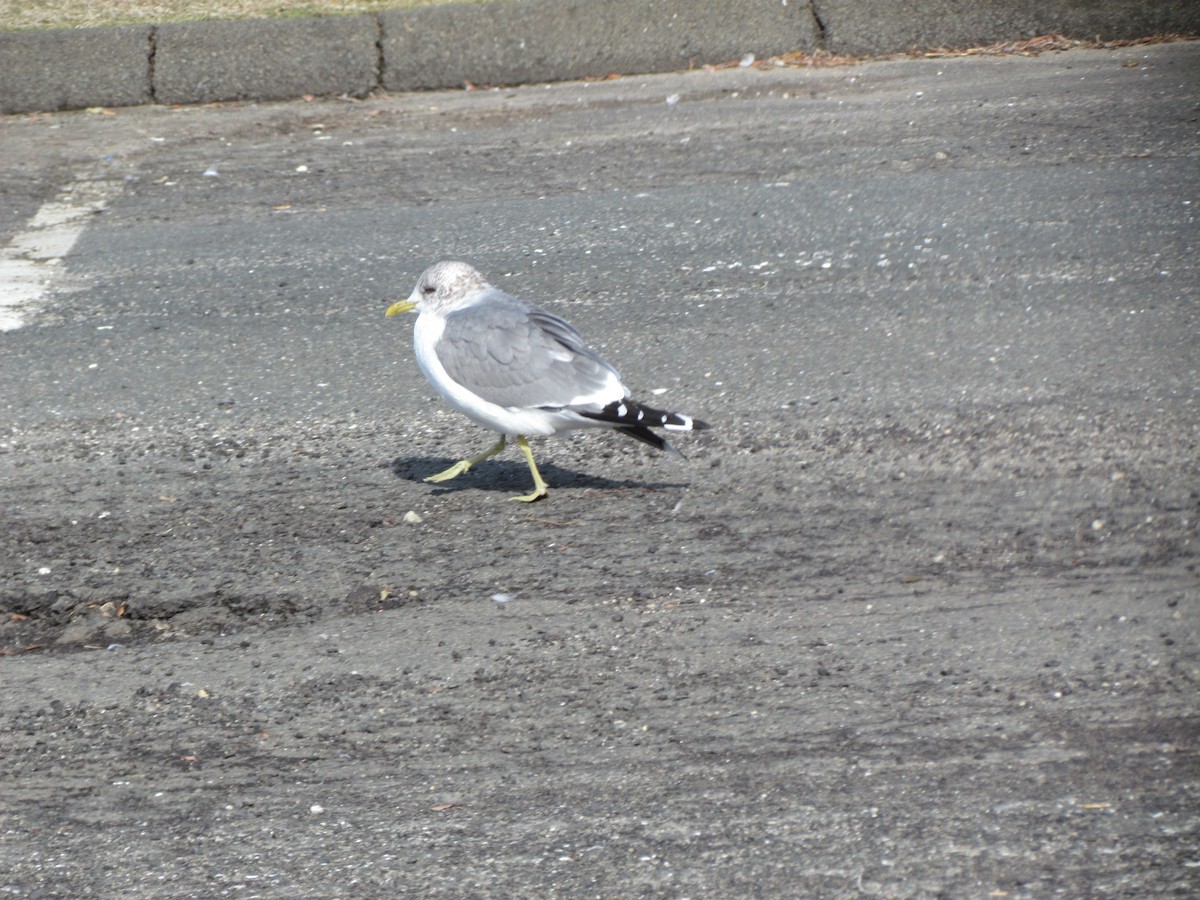 Common Gull (Kamchatka) - ML639314148