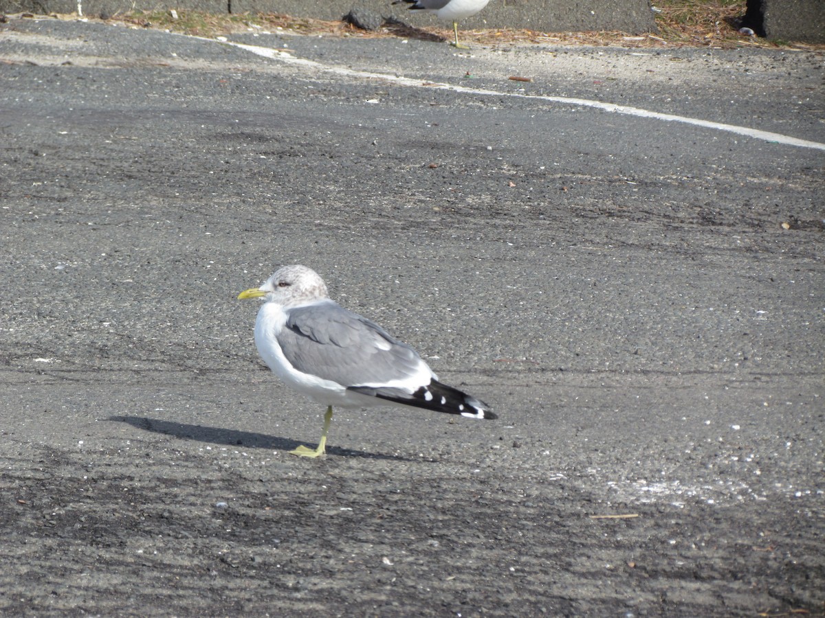 Common Gull (Kamchatka) - ML639314150