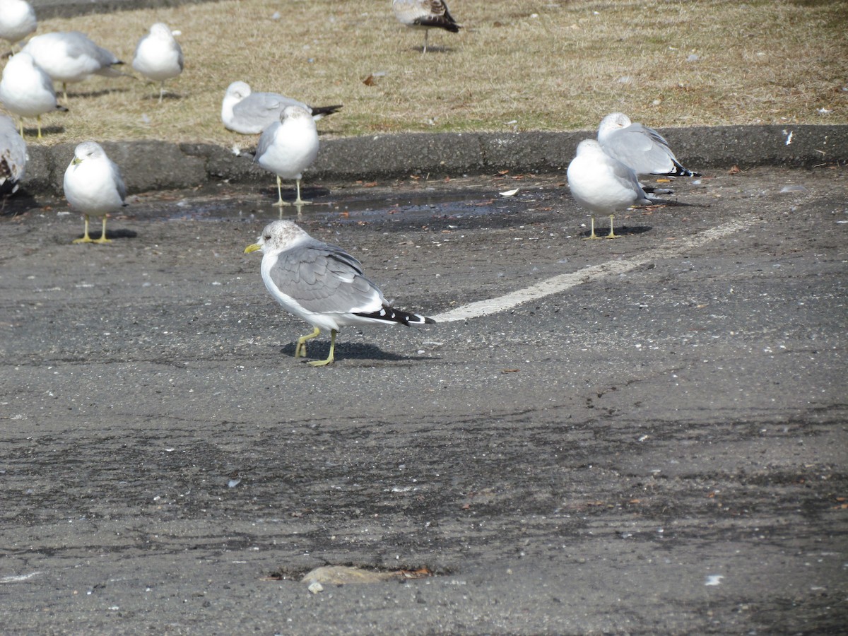 Common Gull (Kamchatka) - ML639314151