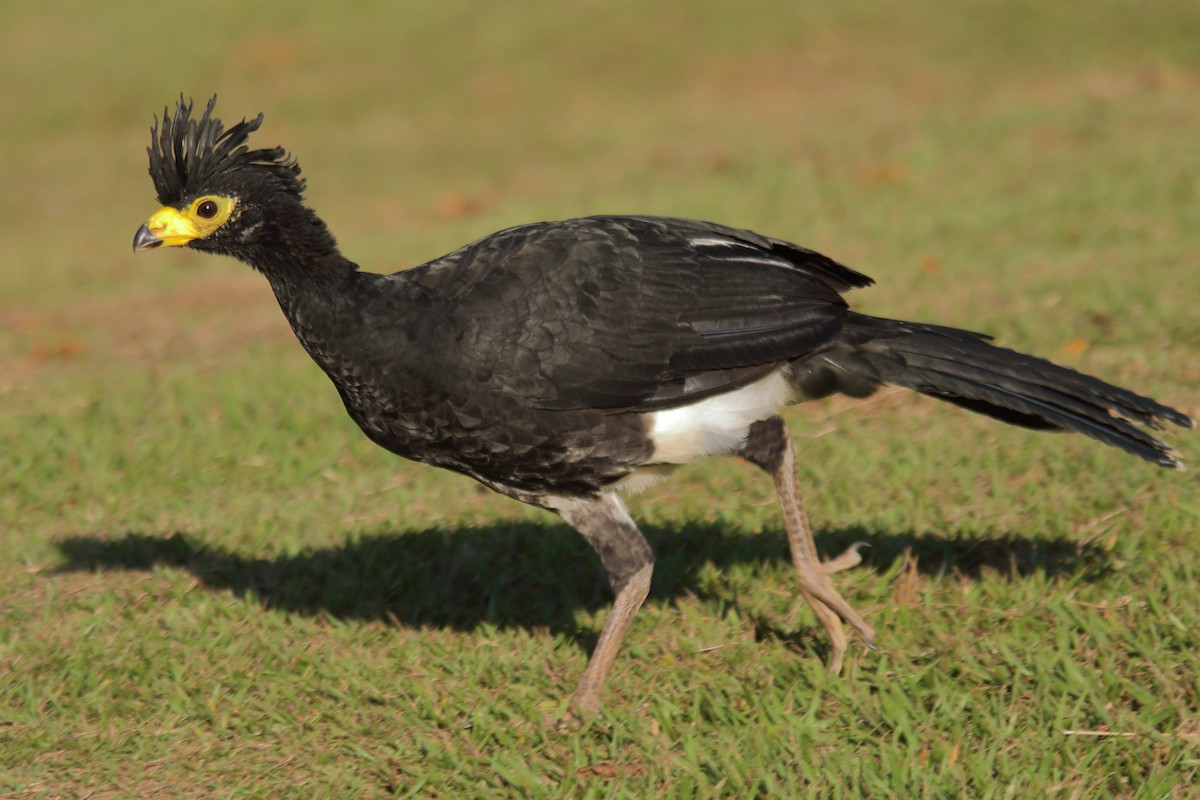 Bare-faced Curassow - ML639314154