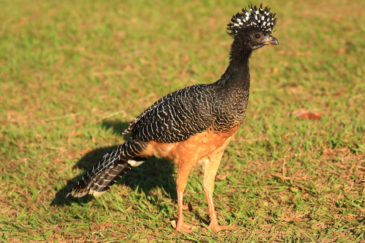 Bare-faced Curassow - ML639314155