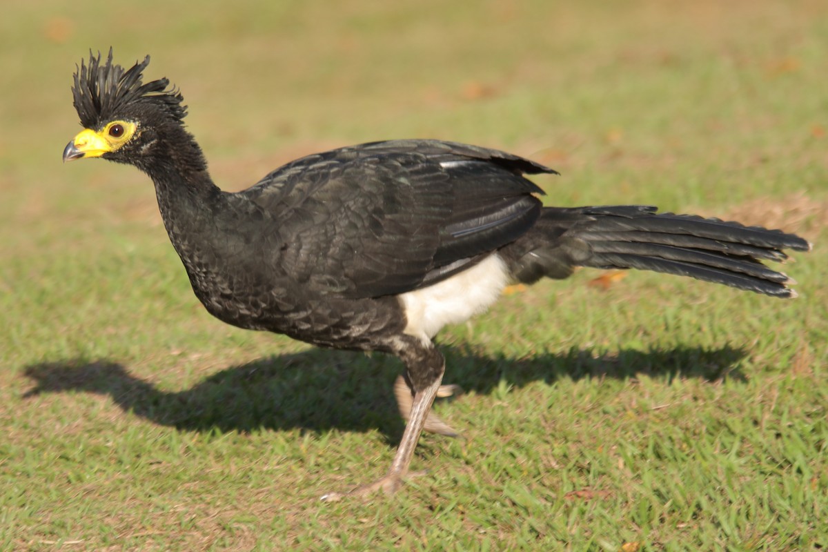Bare-faced Curassow - ML639314158