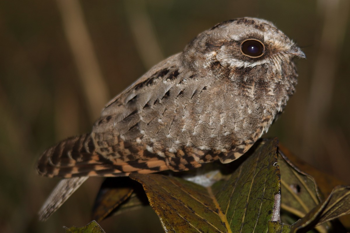 White-winged Nightjar - ML639314165
