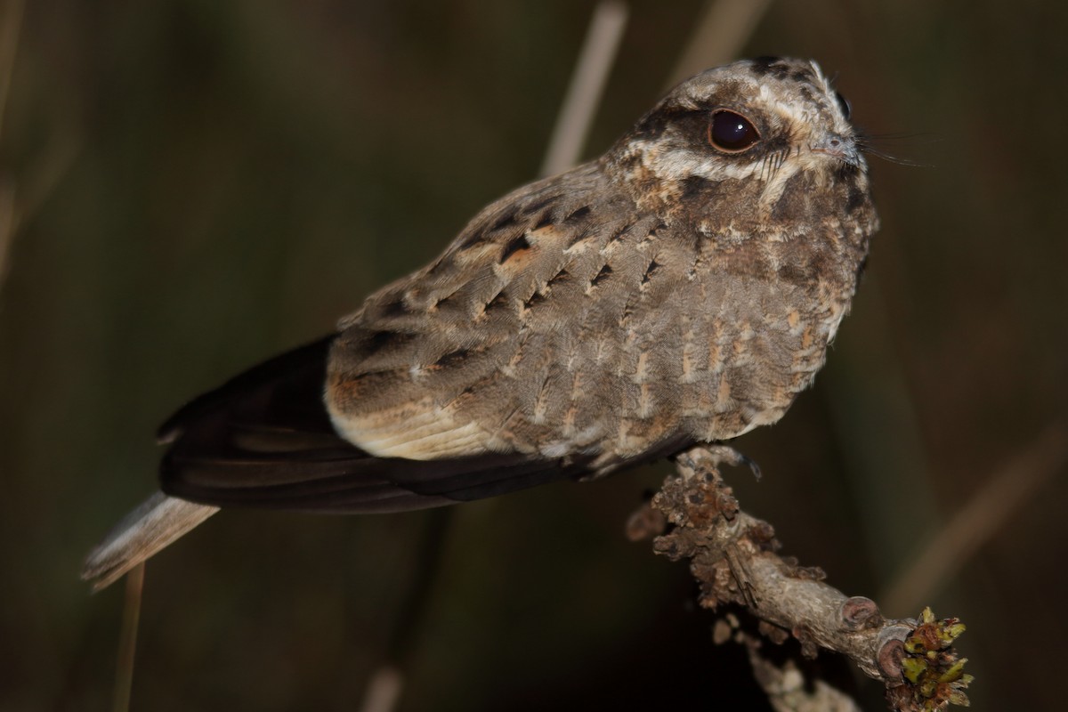 White-winged Nightjar - ML639314170