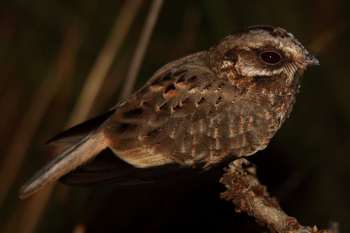 White-winged Nightjar - ML639314171