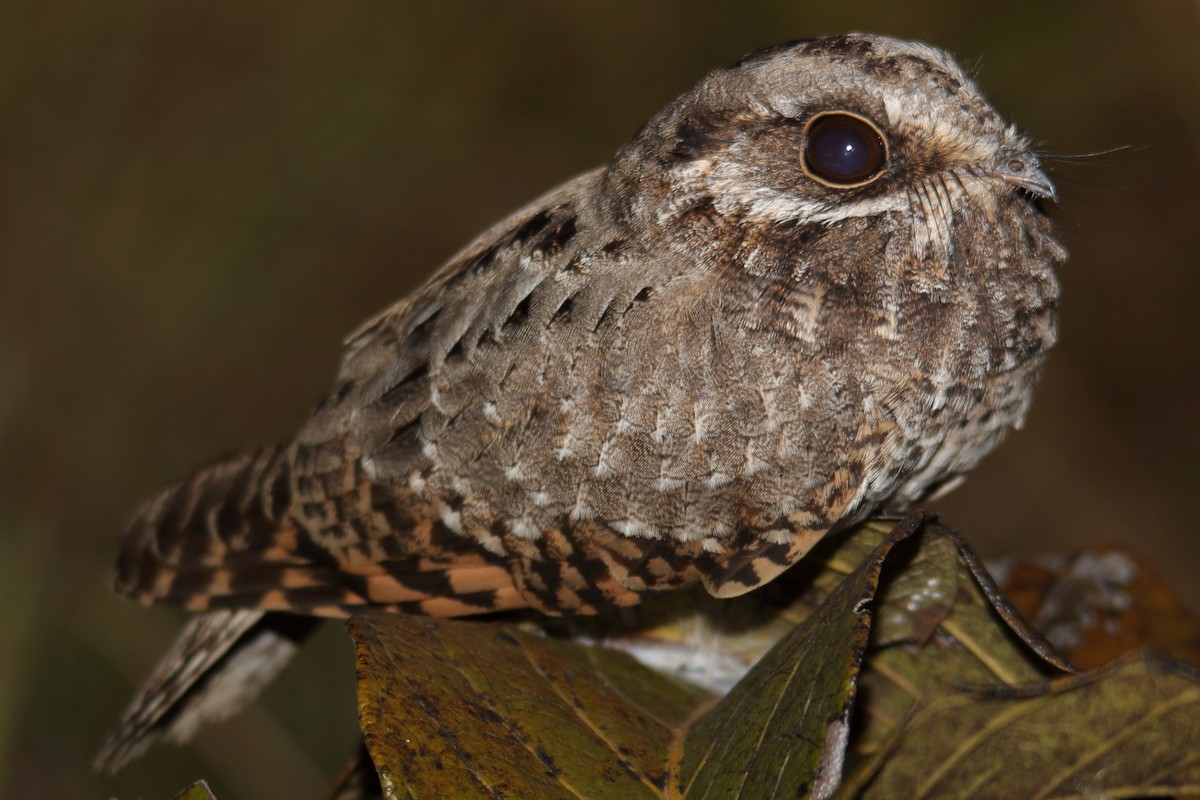 White-winged Nightjar - ML639314173