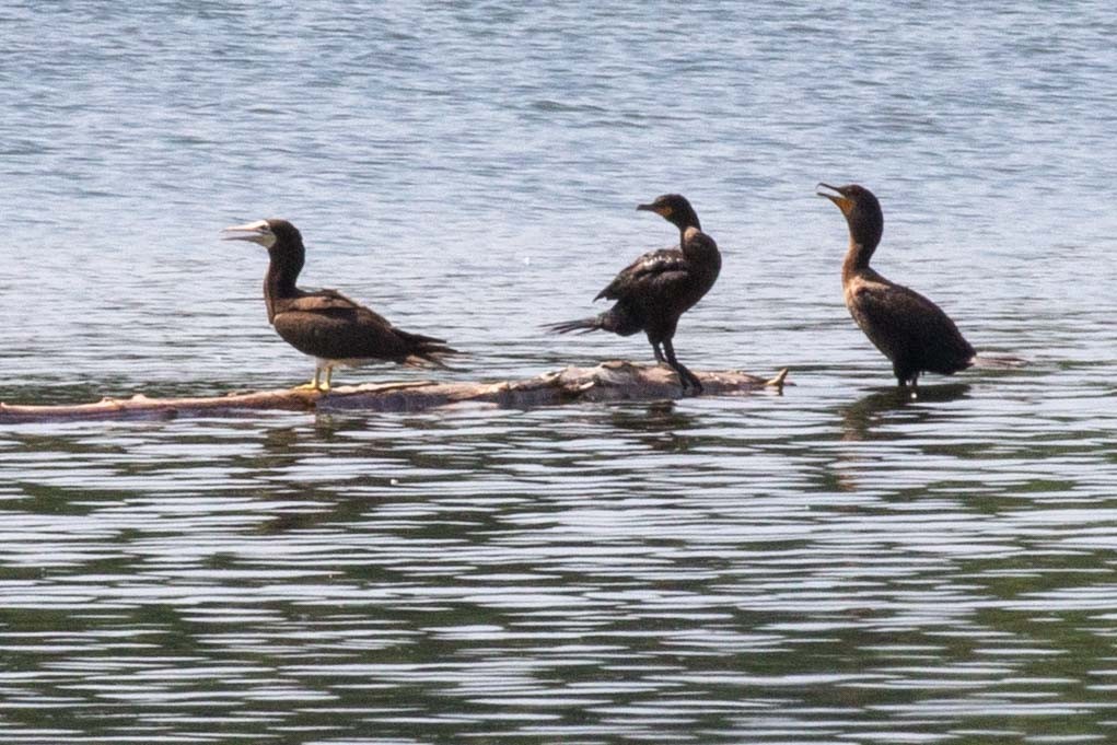 Brown Booby - ML639314176