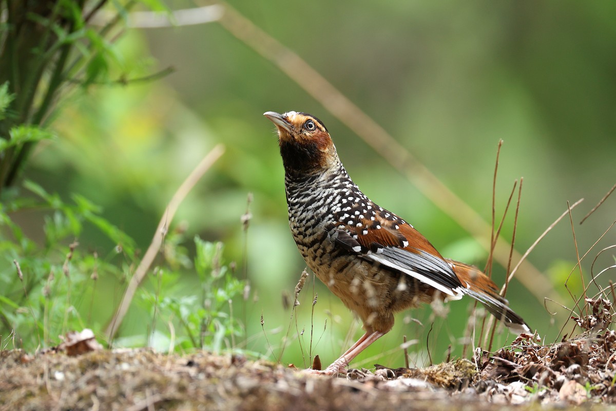 Spotted Laughingthrush - ML639314209