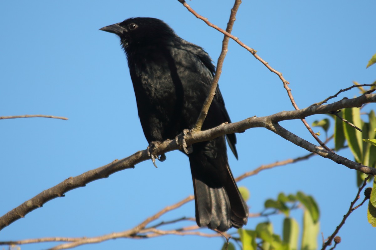 Chopi Blackbird - ML639314229