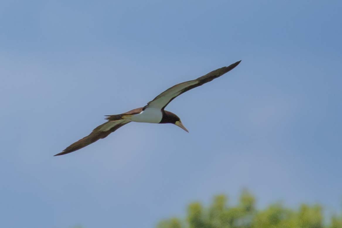 Brown Booby - ML639314253