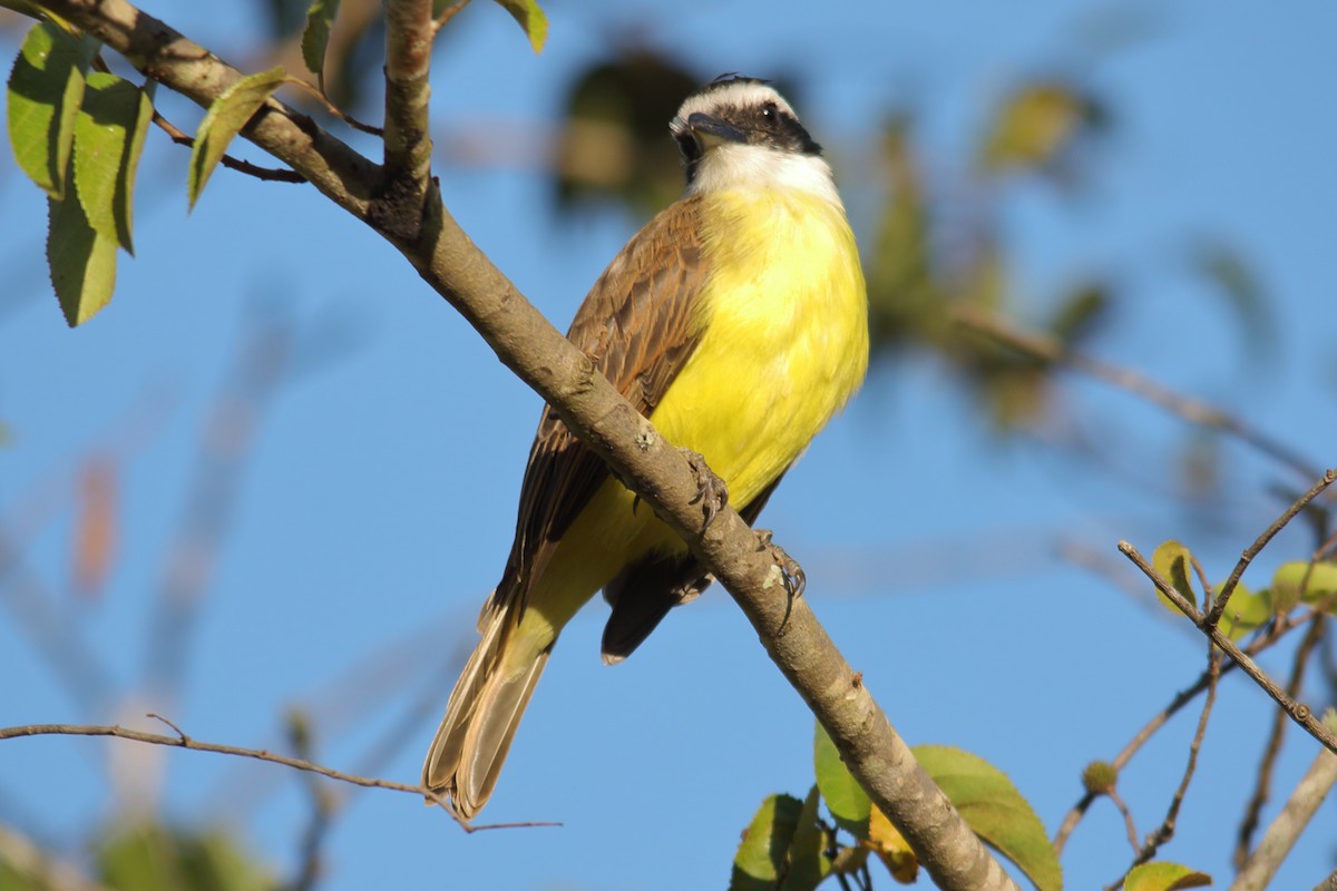 Great Kiskadee - ML639314254