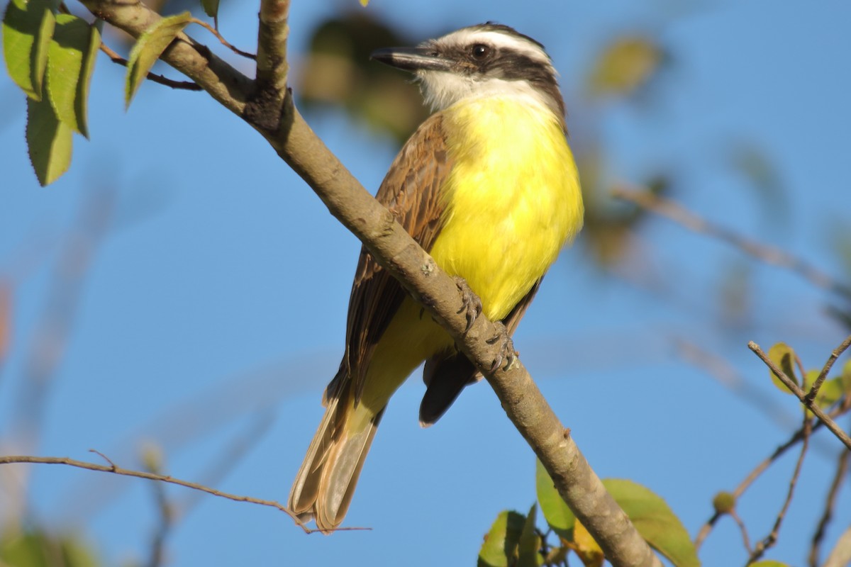Great Kiskadee - ML639314255