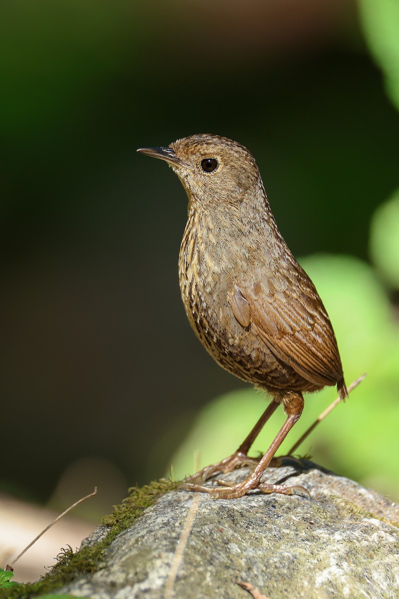 Immaculate Cupwing - ML639314271