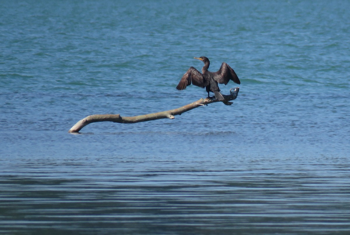 Double-crested Cormorant - ML639314282