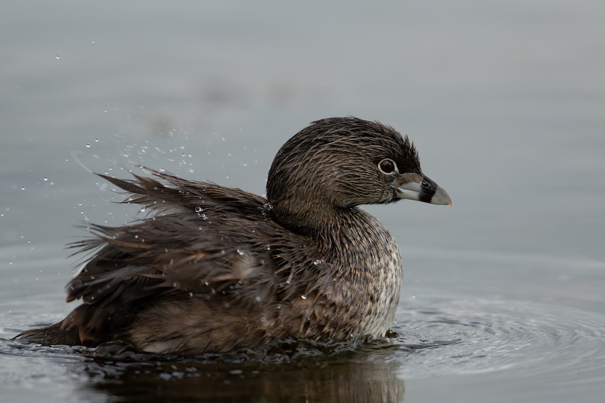 Pied-billed Grebe - ML639314292
