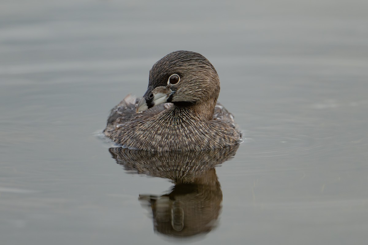 Pied-billed Grebe - ML639314294