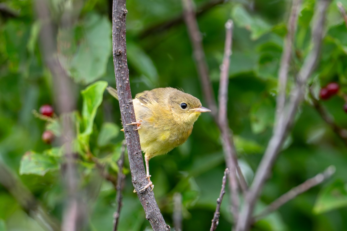 Common Yellowthroat - ML639314311