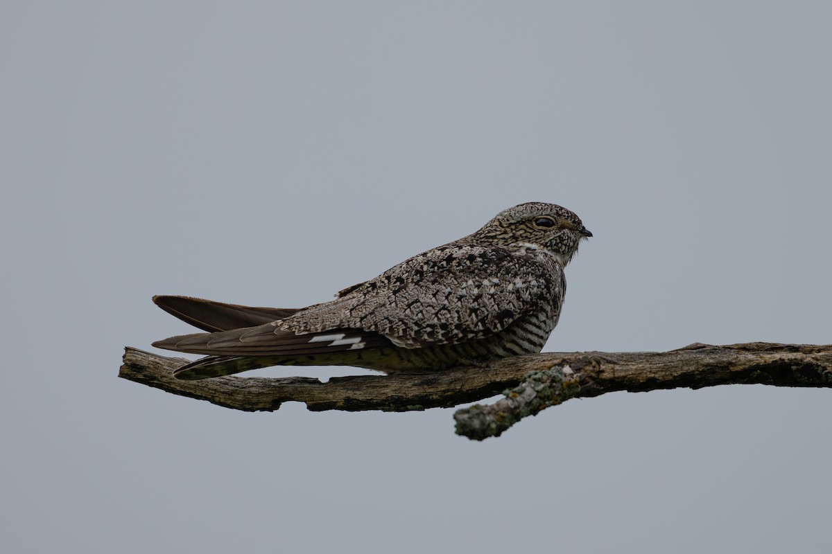 Common Nighthawk - ML639314324
