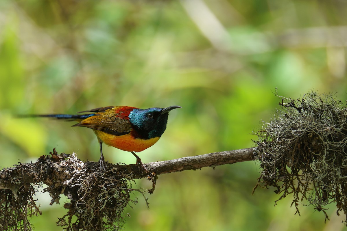 Green-tailed Sunbird - ML639314326