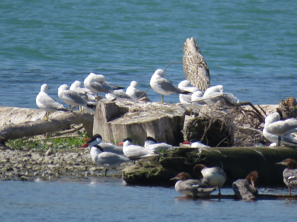 Caspian Tern - ML639314338