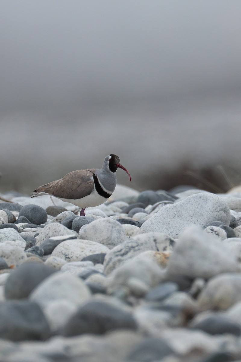 Ibisbill - ML639314368