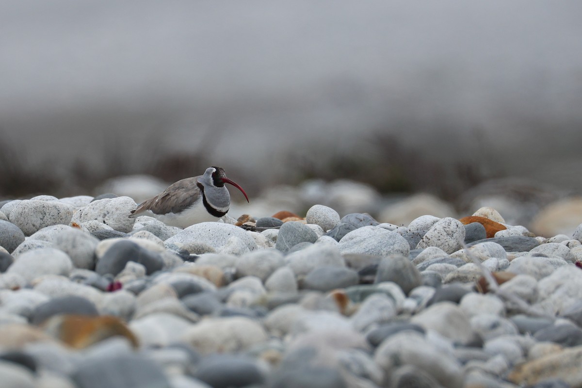 Ibisbill - ML639314369