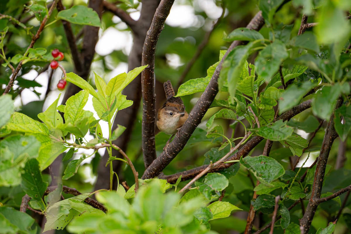 Marsh Wren - ML639314379