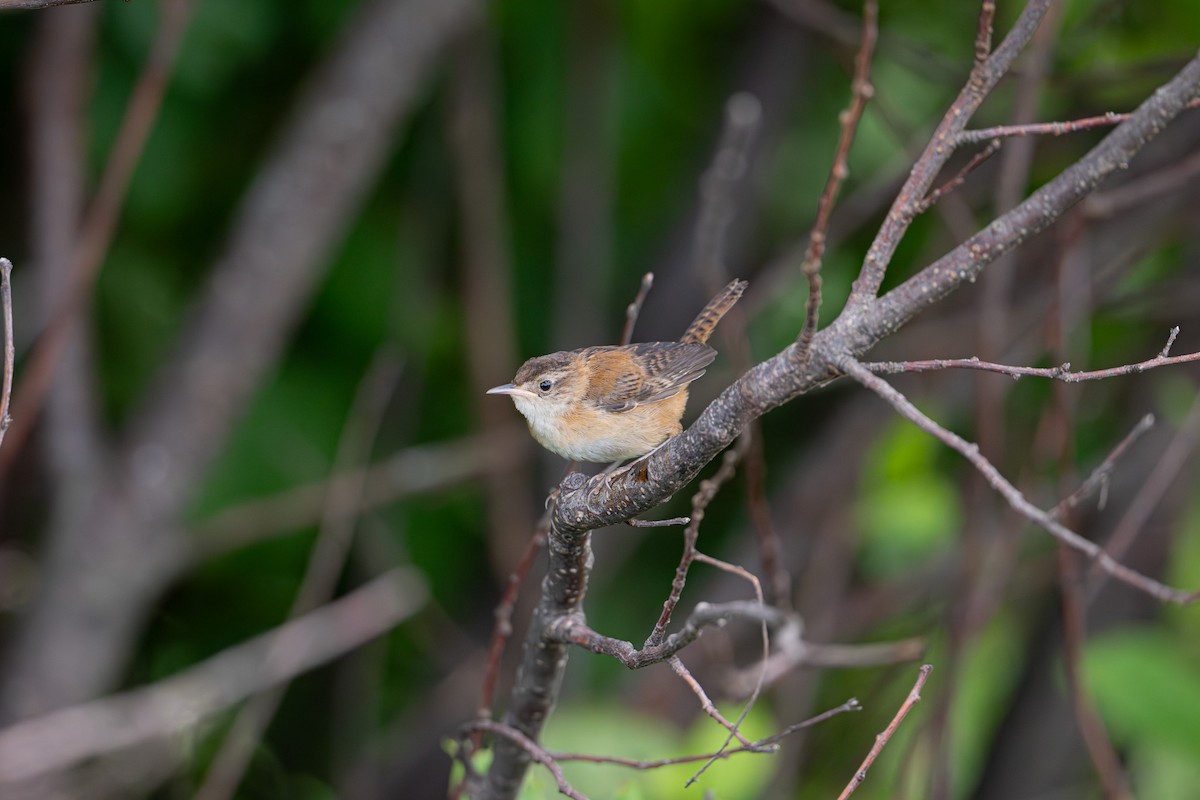 Marsh Wren - ML639314424