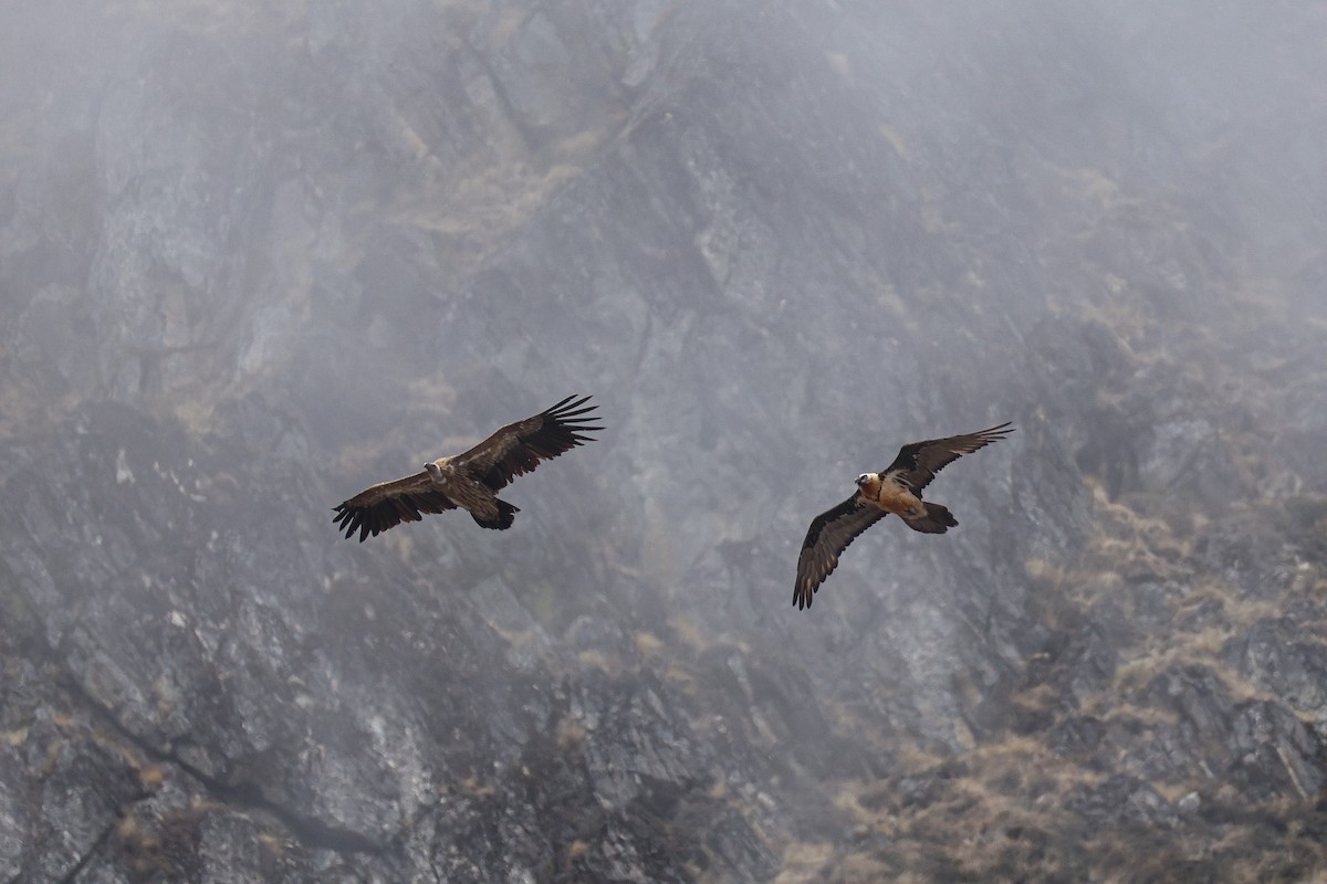 Bearded Vulture - ML639314439