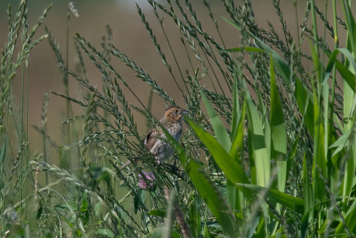 Nelson's Sparrow - ML639314496