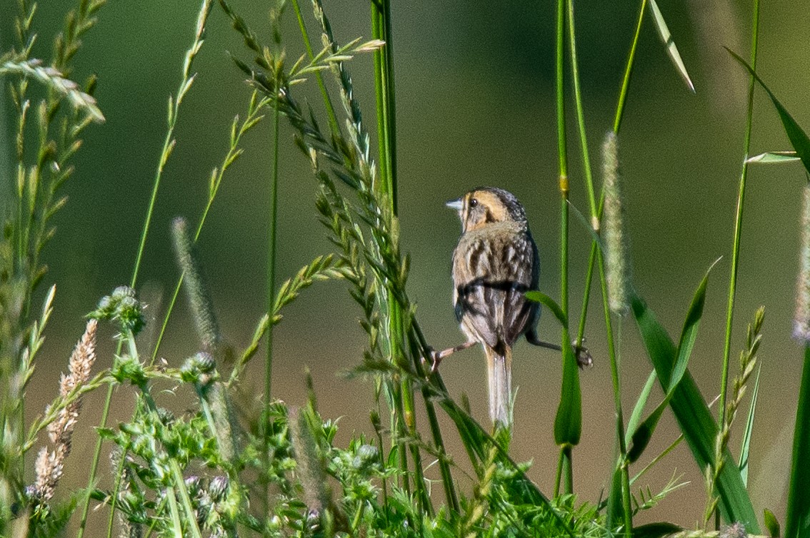 Nelson's Sparrow - ML639314497