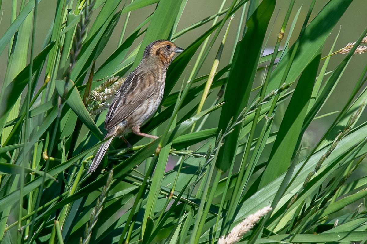 Nelson's Sparrow - ML639314498