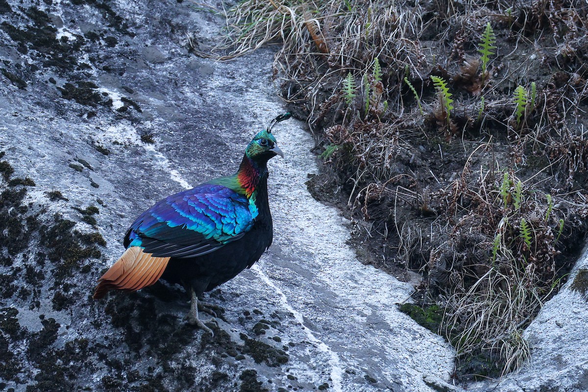 Himalayan Monal - ML639314525