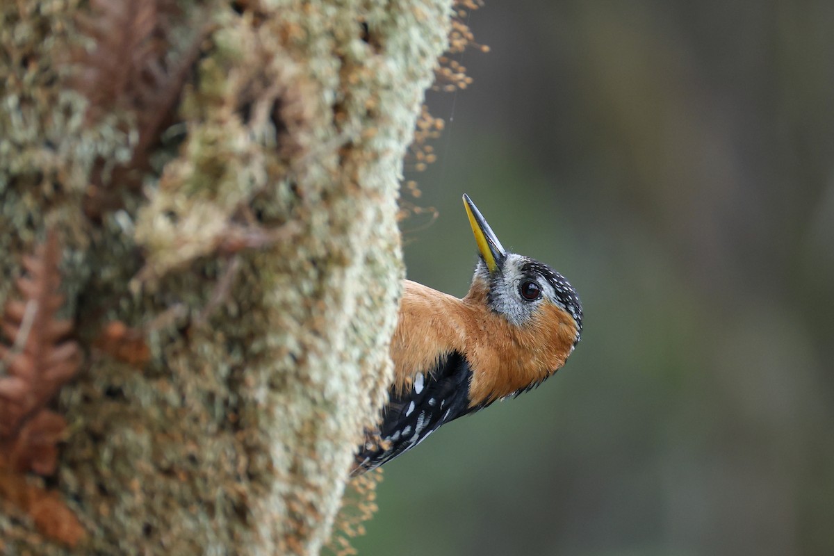 Rufous-bellied Woodpecker - ML639314572