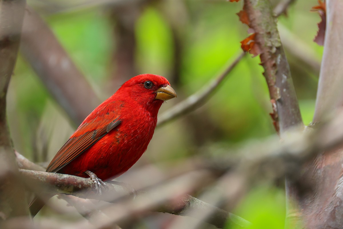 hýl šarlatový - ML639314612